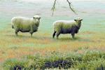 Sheep, Cotati, Sonoma County, ACFPCD0661_061B