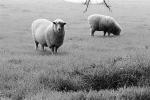 Sheep, Cotati, Sonoma County