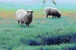 Sheep, Cotati, Sonoma County, ACFPCD0661_062B