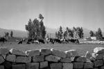 Andes Mountains, Stone Wall, Cows, trees, ACFPCD1185_066
