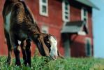 Goat, Barn, ACFV01P01_13.1567