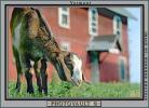 Goat, Barn, ACFV01P01_13