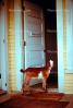 Goat, Door, Home, Entrance, ACFV01P01_16.1709