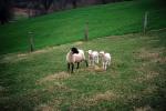 Sheep, Lambs, Fence, Field