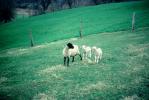 Sheep, Lambs, ACFV01P01_17