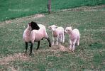 Sheep, Lambs, ACFV01P01_17B