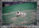 Sheep, Lambs, ACFV01P01_17C