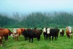 Cows, Fog, north of Eureka, Humbolt County