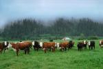 Barn, Cows, Fog, Hills, Trees, north of Eureka, Humboldt County, Beef Cows, ACFV01P02_06.1709