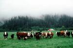 Barn, Cows, Fog, Hills, Trees, north of Eureka, Humboldt County, Beef Cows, ACFV01P02_07