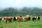 Barn, Cows, Fog, Hills, Trees, north of Eureka, Humboldt County, Beef Cows