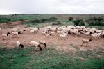 Sheep, Desert, Dirt Road, unpaved, ACFV01P02_11