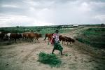 Shepard, Cattle, Cows, Dirt Road, walking, unpaved, ACFV01P02_12