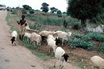 Goats, Boy, Herder, Dirt Road, unpaved