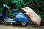 Scooter, Vespa, Bali, Indonesia, pig, Hog, funny, humorous, hilarious, sow