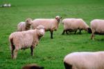 Sheep, Grass, ACFV01P03_12.4098