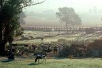 Early Morning Mist, Dairy Cows, ranch, Pleasanton, ACFV01P04_02