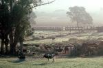Early Morning Mist, Dairy Cows, ranch, Pleasanton, ACFV01P04_03
