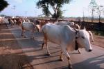 Brahma Bulls On The Road, Wardha Maharashtra, ACFV01P04_08.4098