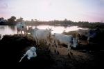 Brahma Cows Along the River, Goat, ACFV01P04_12.4098