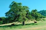 Cows under an Oak Tree, Pleasanton, ACFV01P04_17.4098