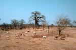 curly, twisted tree, Goats, Baobab Tree, Dirt, soil, twisted, Adansonia, twistree
