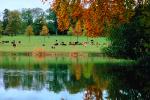 cow, water, pond, fall colors, Autumn, Trees, Vegetation, Flora, Plants, Colorful, Beautiful, Magical, Woods, Forest, Exterior, Outdoors, Outside, Bucolic, Rural, peaceful, woodlands, ACFV01P06_09.4098
