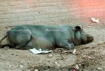 Sleeping Pig, Hog, Yelapa, Mexico