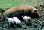 Pig, piglets, Hog, Yelapa, Mexico