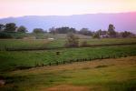 Hills, Hillside, Fence, Cottagecore, Grass Field, ACFV01P07_02.2459