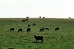 Sheep, Grass Field, ACFV01P07_17