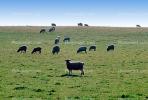 Sheep, Grass Field