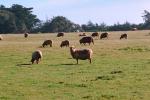Grass Field, Sheep, ACFV01P07_19.4098