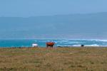 Cow, cattle, hills, coastal, mountains, Pacific Ocean, water, Sonoma County Coast