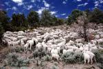Sheep Herding, near Bodie, California, Bodie Ghost Town, ACFV01P10_01