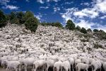 Sheep Herding, near Bodie, California, Bodie Ghost Town, ACFV01P10_03