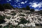 Sheep Herding, near Bodie, California, Bodie Ghost Town, ACFV01P10_06