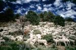 Sheep Herding, near Bodie, California, Bodie Ghost Town, ACFV01P10_09