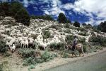 Sheep Herding, near Bodie, California, Bodie Ghost Town, ACFV01P10_10