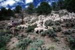 Sheep Herding, near Bodie, California, Bodie Ghost Town, ACFV01P10_13