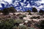 Sheep Herding, near Bodie, California, Bodie Ghost Town, ACFV01P10_16