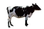 Dairy Cow photo-object, object, cut-out, cutout
