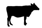 Dairy Cow Silhouette, ACFV01P11_05M