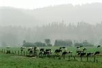Dairy Cows, Fernwood, Humboldt County, ACFV01P11_08