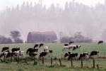 Dairy Cows, fields, barn, building, Fernwood, Humboldt County
