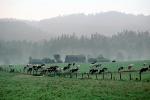Dairy Cows, Grass, Grazing, fields, barn, building, Fernwood, Humboldt County, ACFV01P11_10