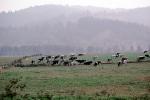 Dairy Cows, Grass, Grazing, fields, Fernwood, Humboldt County, ACFV01P11_11