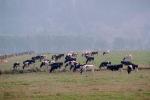 Dairy Cows, Grass, Grazing, fields, Fernwood, Humboldt County, ACFV01P11_12.2459