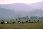 Barn, Hills, Dairy Cows, Grass, Grazing, trees, fields, Fernwood, Humboldt County, ACFV01P11_14.2459