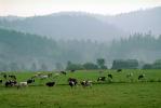 Cows Grazing, near Ferndale, Humboldt County, ACFV01P11_14